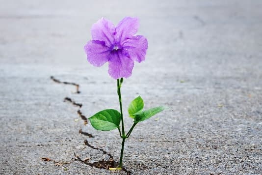 詐欺師・地面師から使命が救う